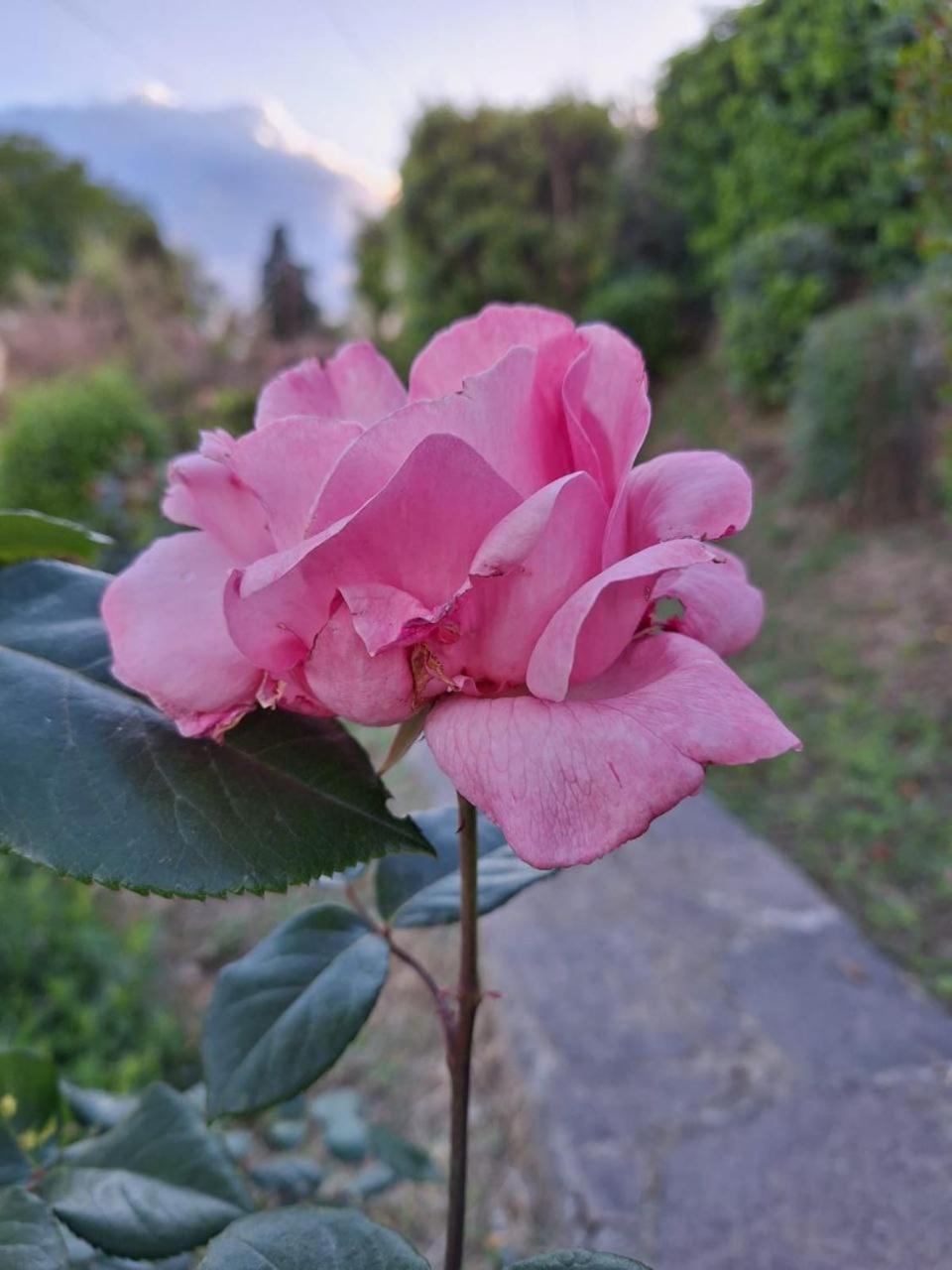 B&B Le Rose Di Paola Santa Maria a Monte Exterior foto